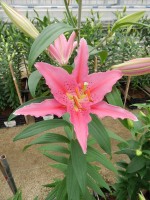 [5362 Aktiva VZ No02.JPG]